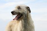 IRISH WOLFHOUND 035